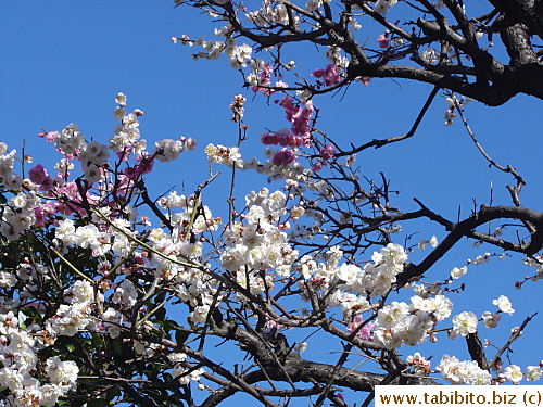 Two colors of plum flowers in one tree, cool!