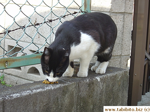 Stray cat comes back for food