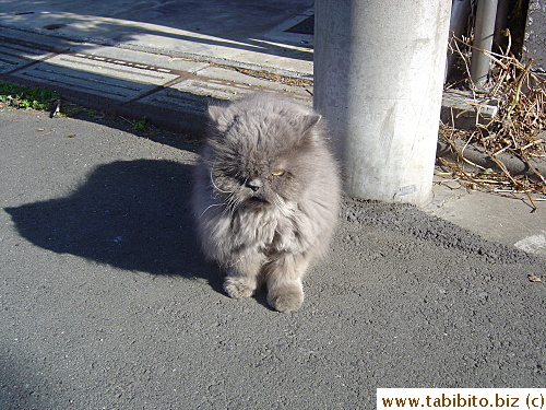 A 17-yr-old cat up the street