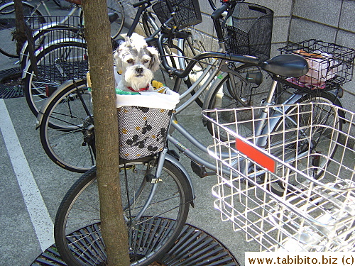 Dog waits while master shops