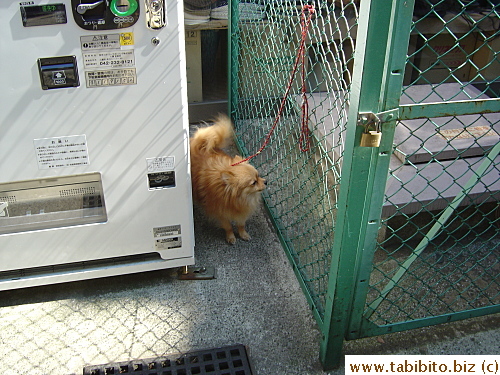 Waiting for master to finish shopping