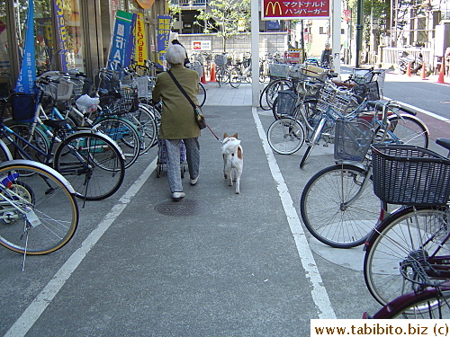 I take my dog everywhere, even to the supermarket