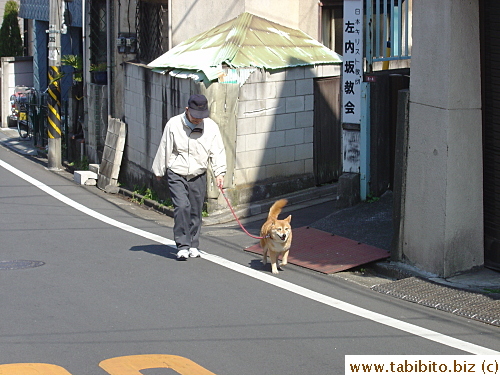Japanese native dog, Shibaken