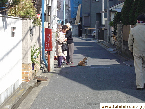 Dog resting while people gossiping
