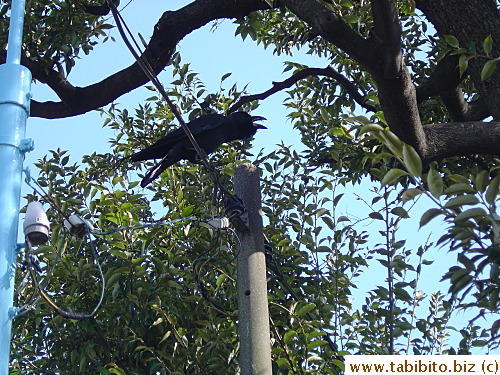 Big Tokyo crow cawing his heart out