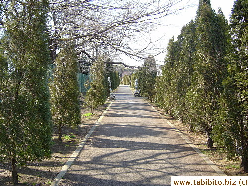 Equally-spaced statues adorn this tree-lined path
