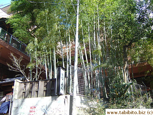 Bamboo inside a restaurant