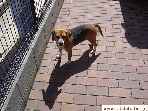 This beagle chained up during the day, a painful sight