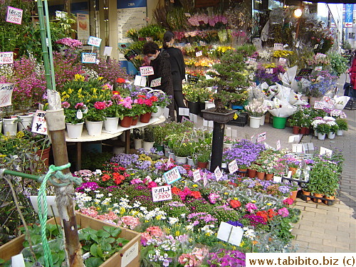 Flower shop and bonsai