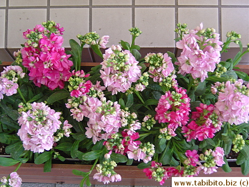 Spring flowers