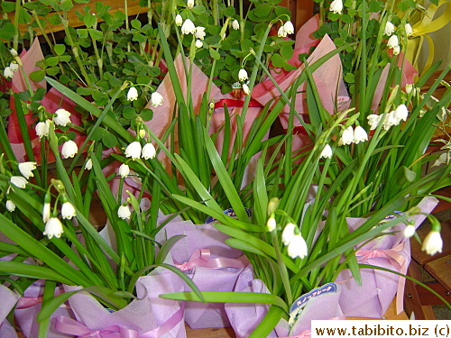 Gorgeous flowers with green dots
