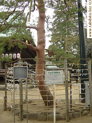 The barrier that surrounds this tree inside Myohoji is a designated place for tying fortune slips