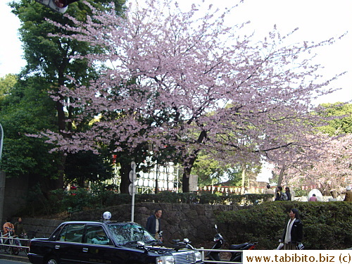 First cherry tree in blossom we saw this year, Ueno Park