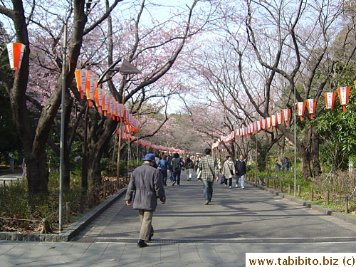 Sakura not blossoming yet, Ueno Park