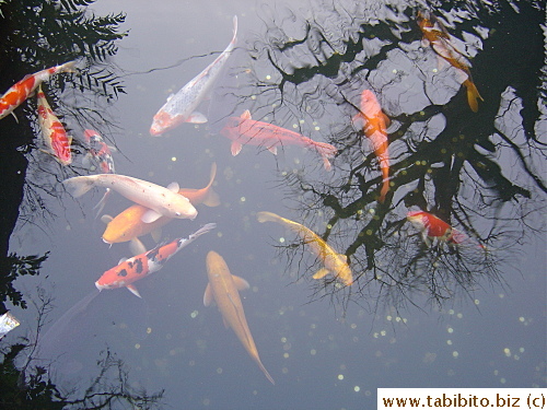 Koi fish inside Ueno Park