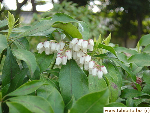 Cute little bell-shaped flowers inside Imperial Palace Garden. For the horticultural enthusiasts, they are called pieris japonica