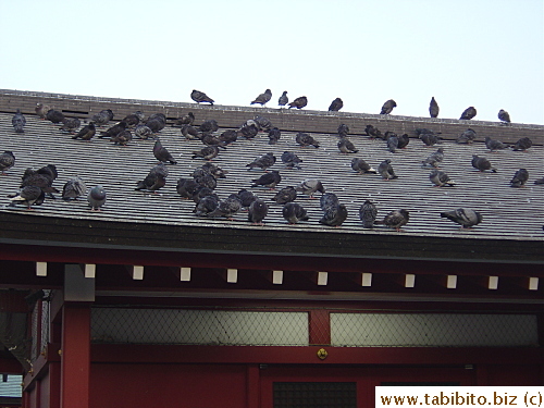 Pigeons's town meeting