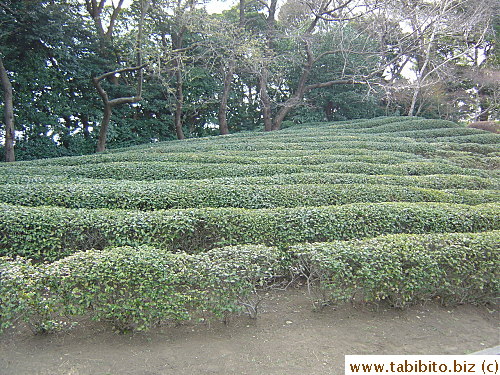 Terrace made of shrubs