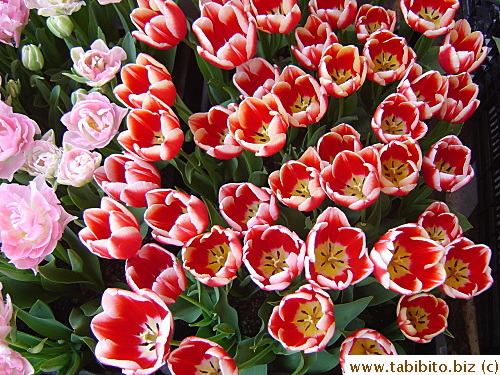 Bicolor tulips