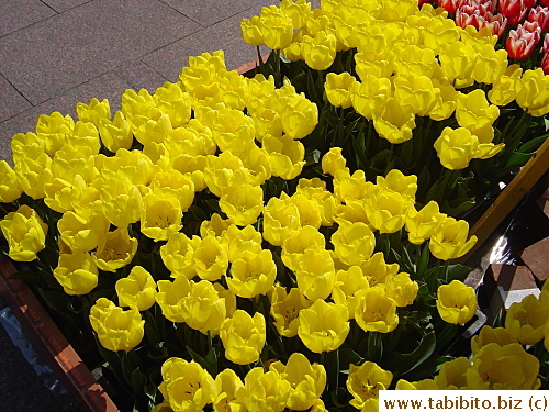 Yellow tulips