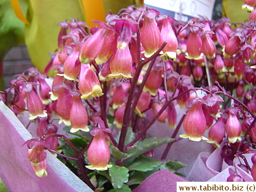 Flowers that look like grapes