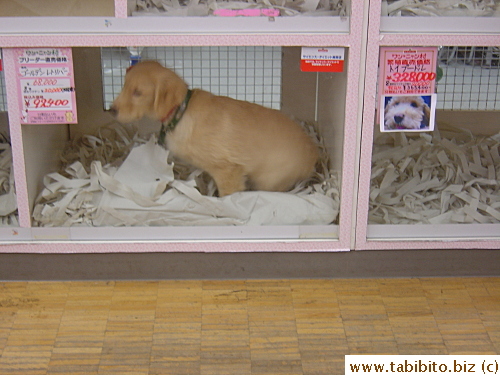 The most popular large-size dog in Japan is Labrador Retriever, about US$1000 a puppy