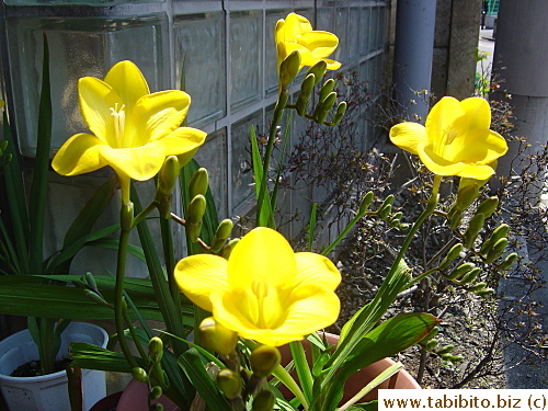 Beside cat, flower is my favorite subject of picture taking