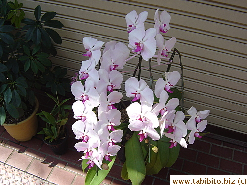 Orchids are strange looking flowers