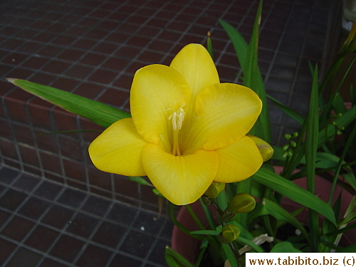 The flowers are so big they look more like lilies