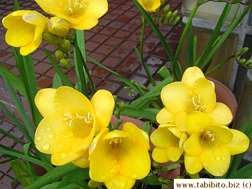 Nice and fresh after an overnight rainfall