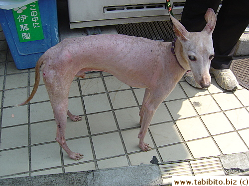 The owner tells me he's a 15-yr-old Italian Greyhound, he has cataract, sores on his bony hip and back, and has lost all his hair except that on its tail