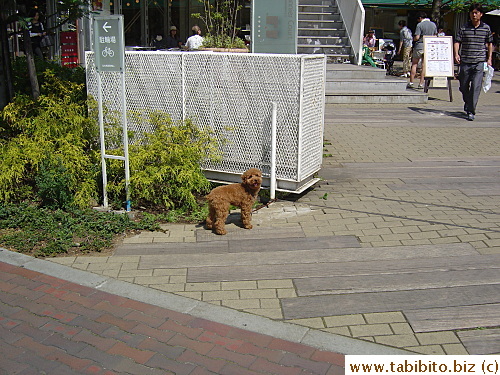 This breed costs a whopping $7000 in one pet shop, do they lay golden nuggets? That's what I want to know.