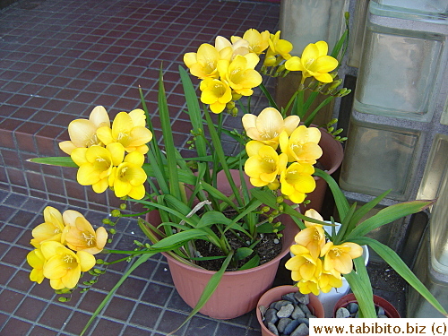 Just thought you might wonder how my freesia is doing