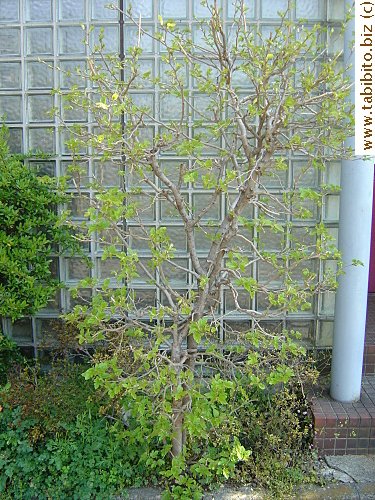 Gaining new leaves in Spring