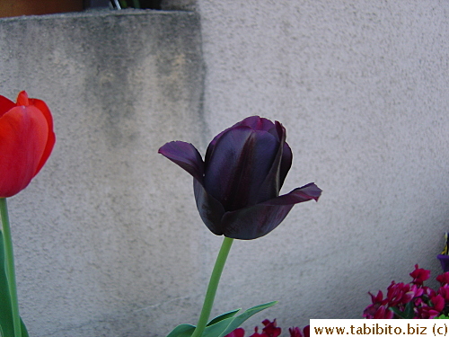 Such a deep purple color it almost looks black in the shade