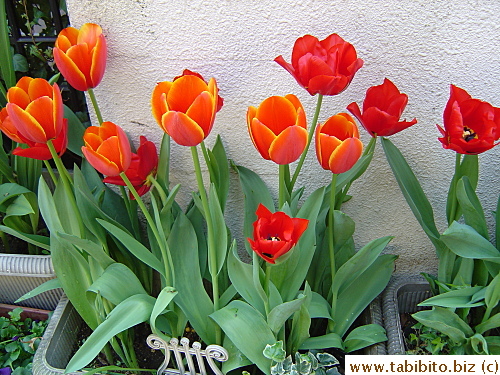 Spring brings out the best in tulips
