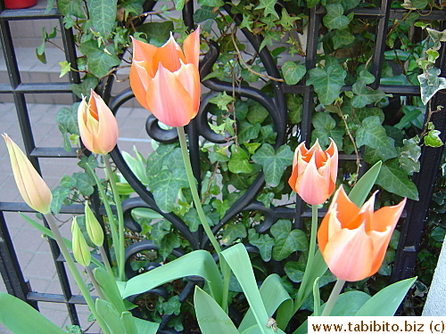 Pointy tulips