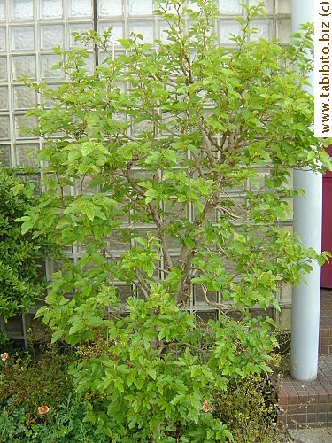 Ugly duckling transformed