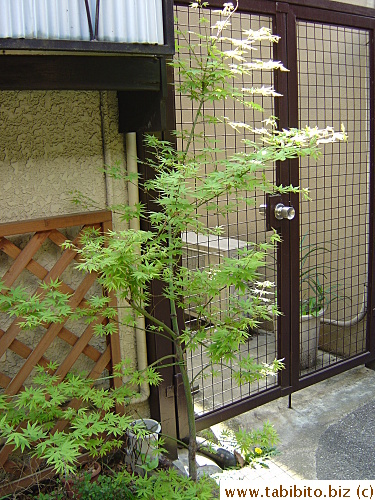 Brilliant green