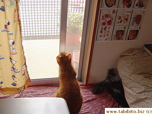 Daifoo mesmerized by sparrows feeding from the birdfeeder.  He might be thinking 