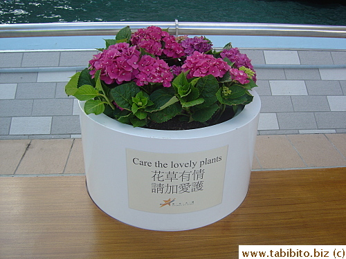 Bouquet for Tabibito's birthday (picture taken in HK)