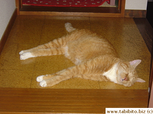 Daifoo's favorite place to take a nap in summer: the landing of the staircase