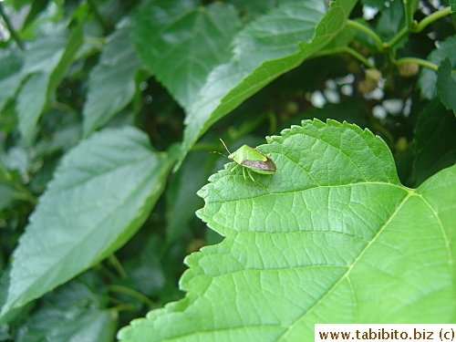 Boxy bug found on a mulberry leaf