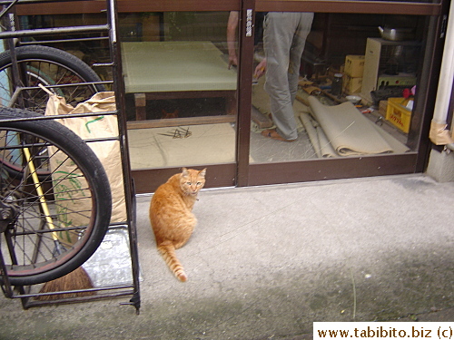 The same tatami shop that ties up the big dog indoors also shuts out its cat.  Bet the two animals want to switch places