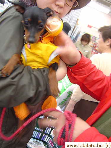 What evil plot could I possibly have drummed up to hurt this dog's owners by taking its picture?