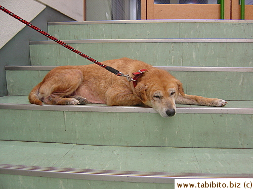 I walked past this poor mangy dog on my way down to the basement of a department store. Its owner must've gone shopping