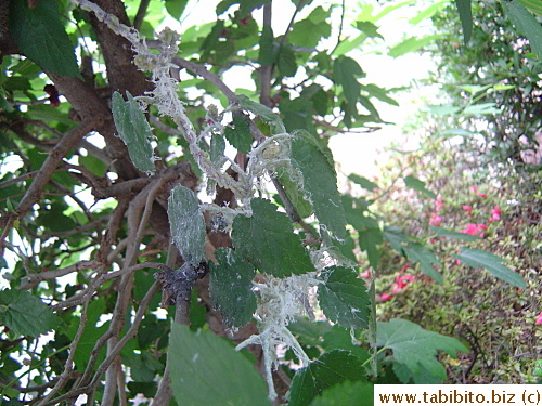 Creepy growth takes over this part of the mulberry tree