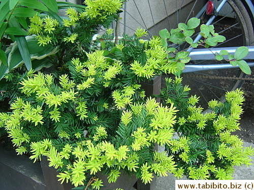 These leaves are awesome: Top half is light green and bottom half is dark green