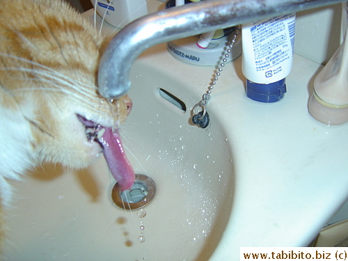 Lap it all up, kitty. You don't want to waste any water