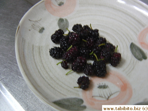 Mulberries I harvested in just a coupla minutes